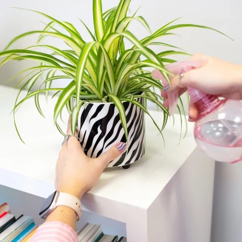 Macetero Cebra Fisura Macetero Cebra Fisura