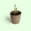 Planta y Descubre crece semilla Resetea Planta y Descubre crece semilla Resetea