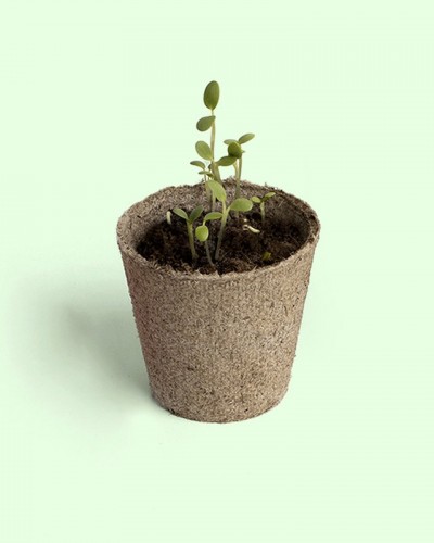 Planta y Descubre crece semilla Resetea Planta y Descubre crece semilla Resetea