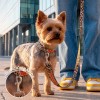 Pack Collar Correa Born to be Wild S