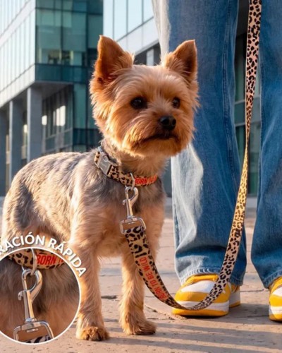 Pack Collar Correa Born to be Wild S