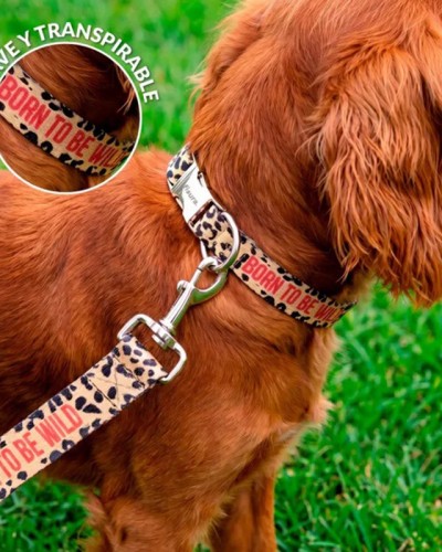Pack Collar Correa Born to be Wild L Fisura Pack Collar Correa Born to be Wild L Fisura