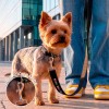 Pack Collar Correa Im the boss S Fisura